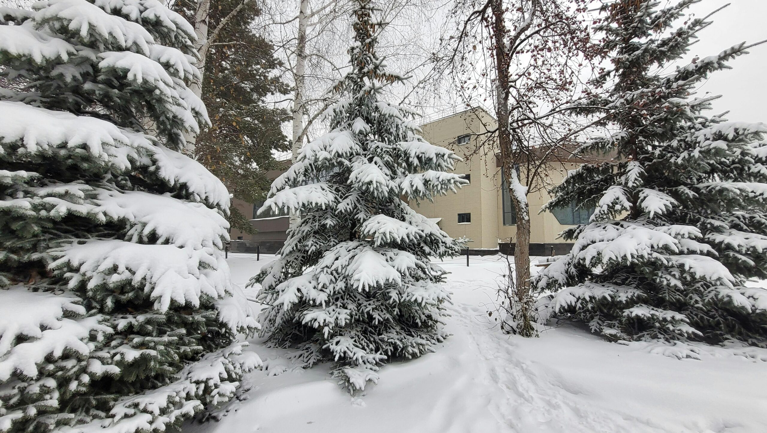 winter tree care in Connecticut sandweiss tree service